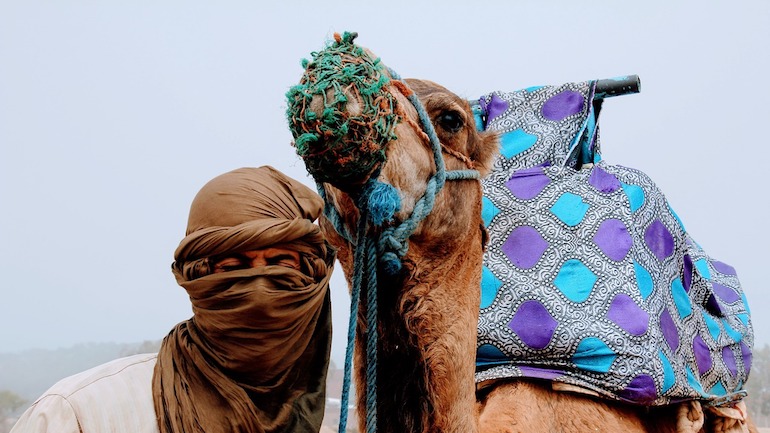 camel 2465551 1280