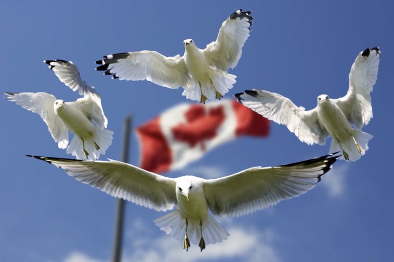 gulls formation flag sky 45874