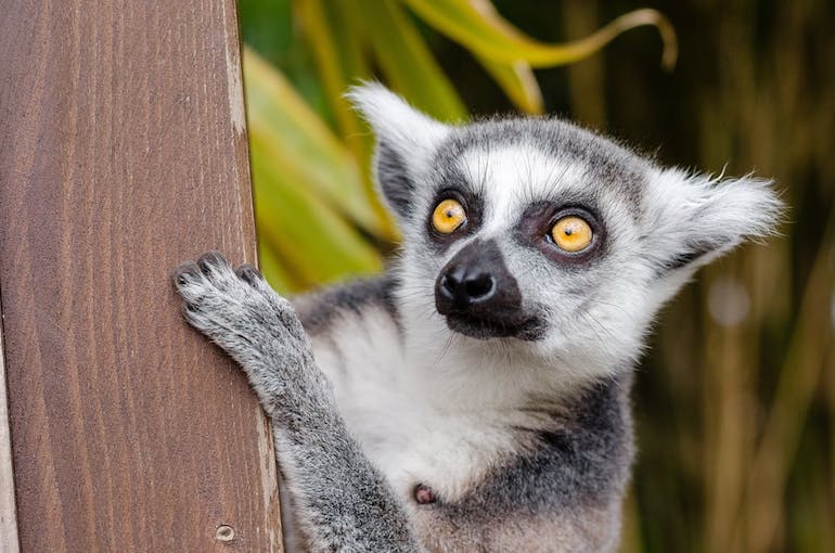 MADAGASKAR: Tri super prilike ove jeseni! Samo 467 eura! 2 lemur ring tailed lemur primate mammal