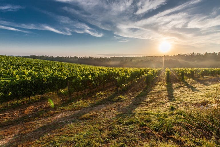tuscany grape field nature 51947