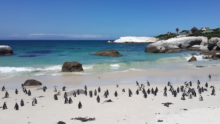 penguins 857208 1920