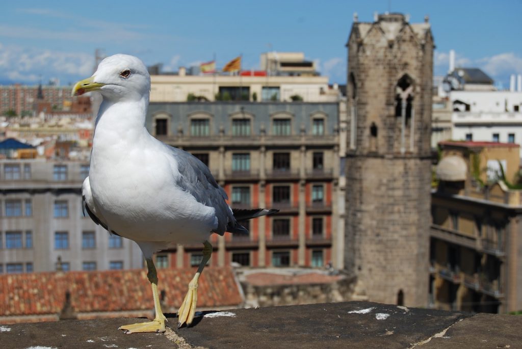 barcelona seagull 2170981 1280