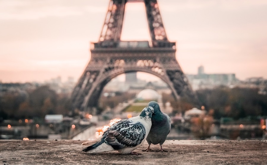 pariz france love paris bird 2590901 1280