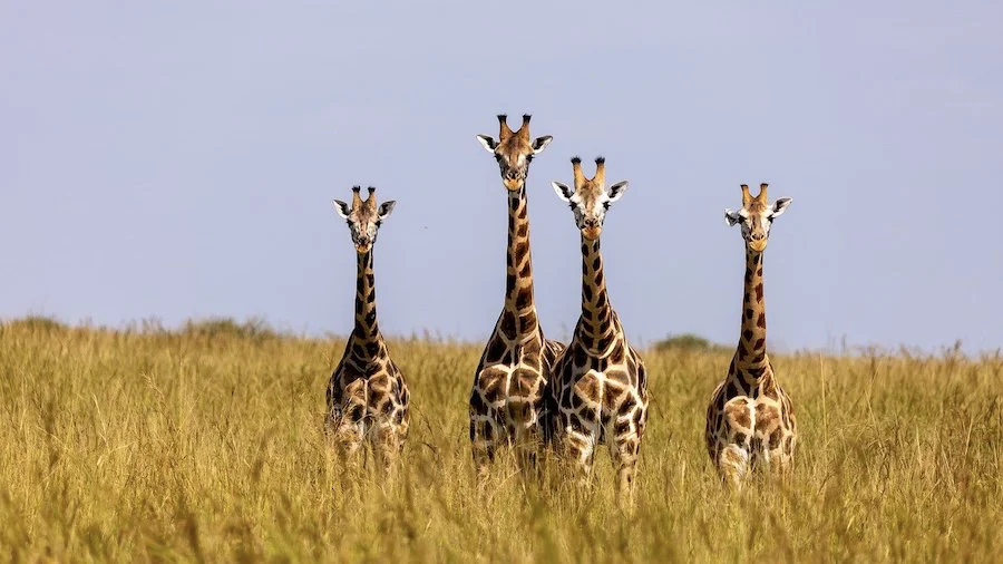 uganda giraffes g31bd9db64 1280
