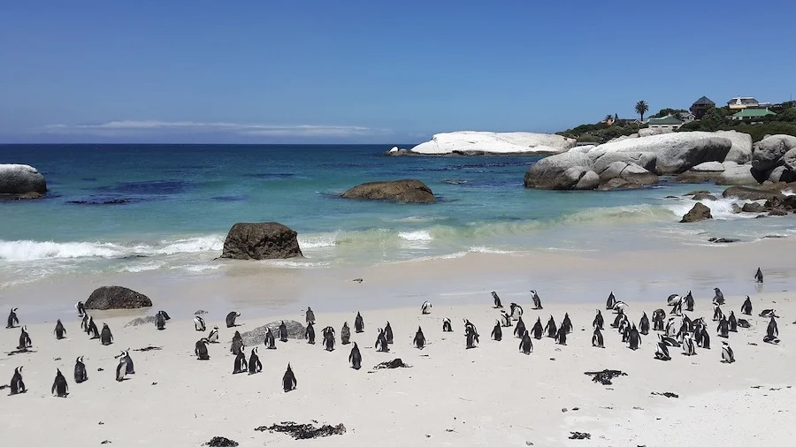 jar juzna afrika south africa penguins 857208 1280