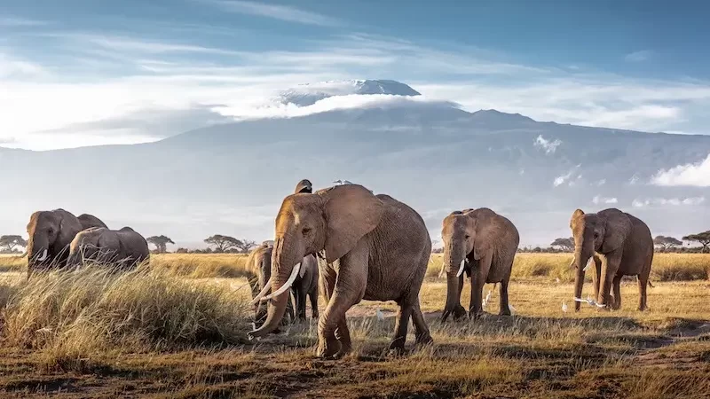 krdo slonova amboseli kenija e1702580688576