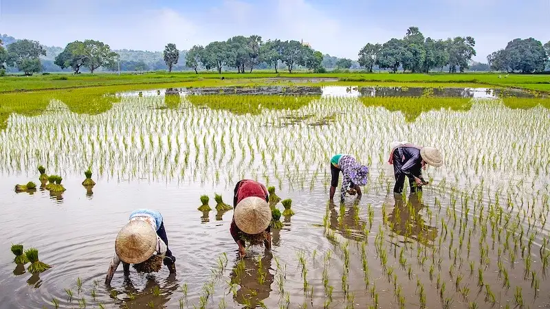 VIJETNAM: Puno termina kroz 2024. iz Zagreba i Ljubljane! 2 vijetnam putovanje polje berba rize