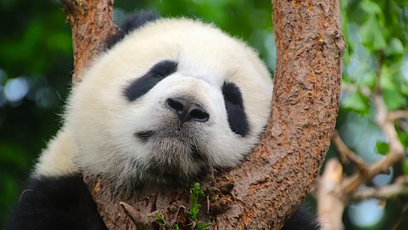 panda jeftine aviokarte za kinu