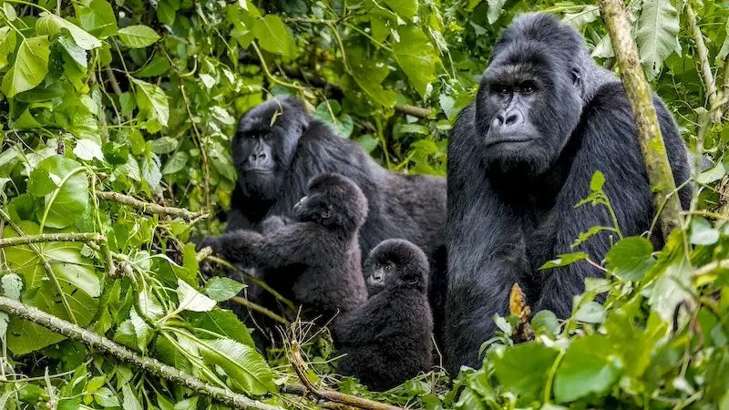 putovanje uganda aviokarte gorilla trekking izlet