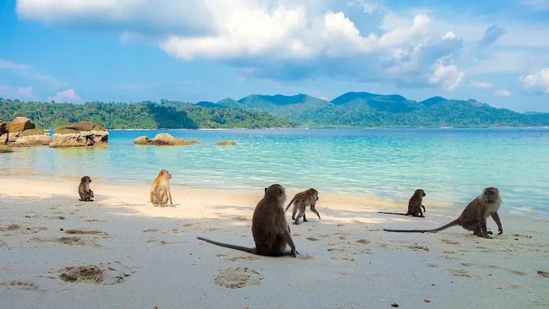 thailand tajland majmuni na plazi