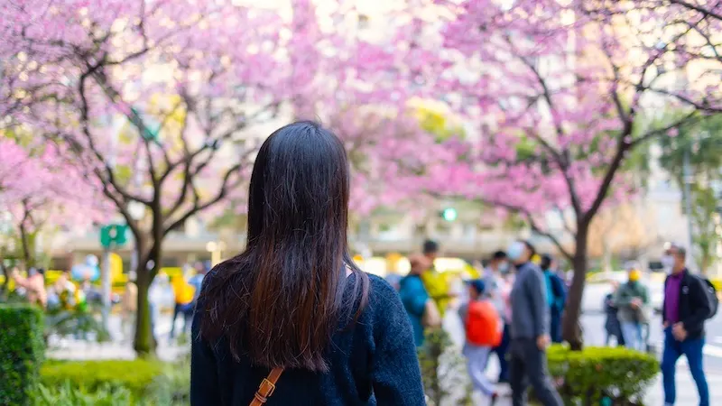 sakura cvatnja tresanja 2024 2025 u japanu
