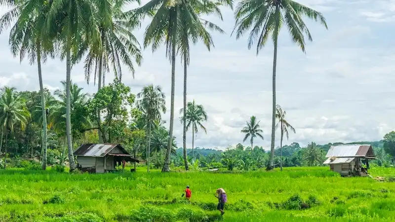 indonezija riza palme aviokarte jakarta putovanje
