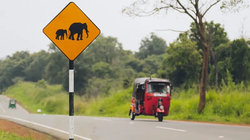 sri lanka slon na cesti znak prometni