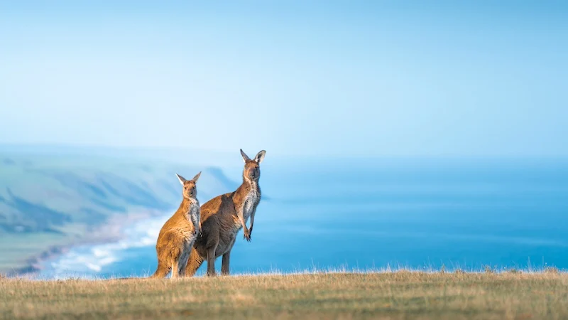 Jeftine aviokarte za Australiju u 2025. - putovanje u Sydney ili Melbourne