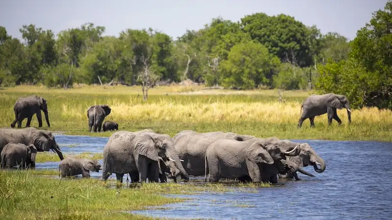 bocvana putovanje safari okawango delta