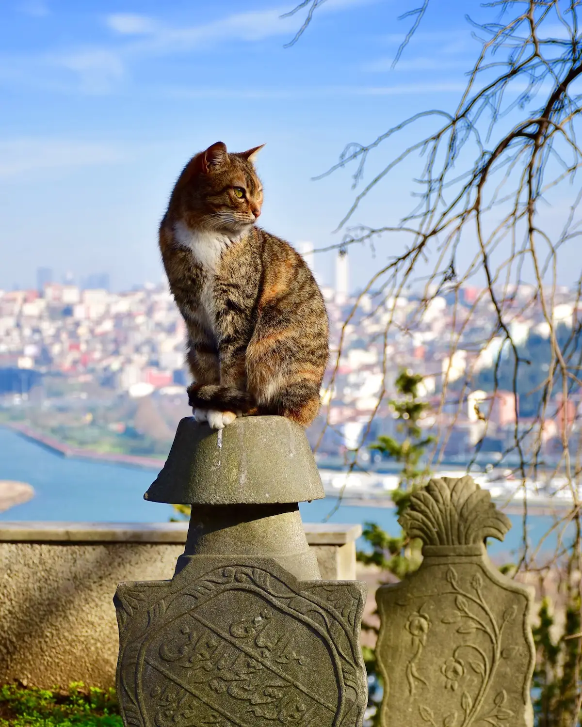 Mačka s pogledom na Istanbul i Bospor
