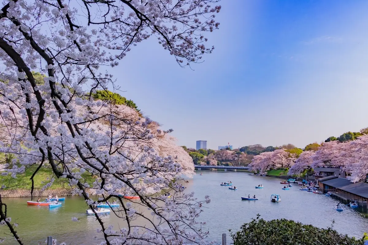 Sakura u Japanu 2027.: kada putovati i prve procjene cvjetanja trešnje 5 Sakura u Tokiju tijekom proljetnog cvjetanja trešnje